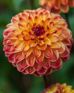 Dahlia Sunny Boy6